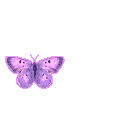 Mauve Pink Butterfly Animation